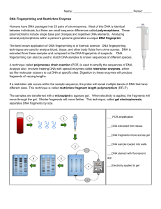 DNA Fingerprinting & Restriction Enzymes Worksheet