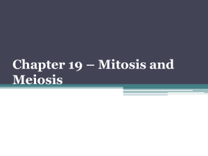 Chapter 19 - Mitosis and Meiosis