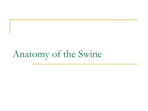 Anatomy of the Swine ( PDFDrive )
