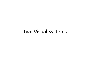 11 Two Visual Systems