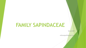 FAMILY SAPINDACEAE