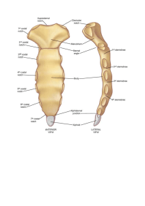 Anatomy of thorax