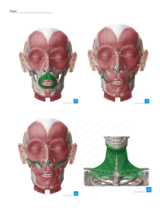AP - Facial Muscles Quiz