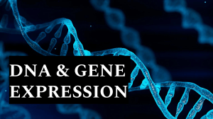 DNA & Gene Expression Slides