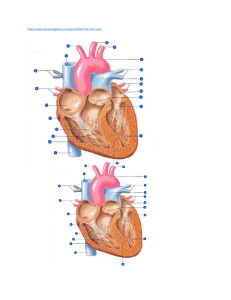 Heart Outline
