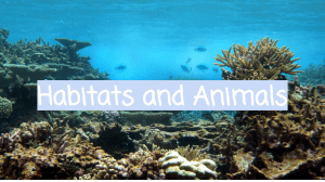 Habitats and animals