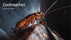 Cockroaches poem annotated