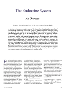 The Endocrine System (An Overview)