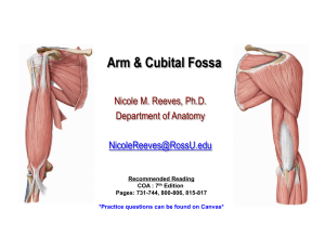 6. Arm and Cubital Fossa