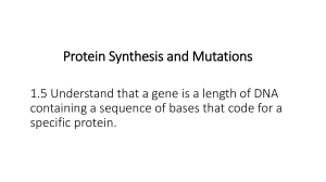 Protein synthesis and mutations