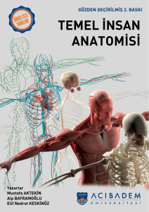 Temel İnsan Anatomisi