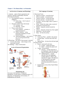 Anatomy & Physiology: Body Orientation & Chemical Basis