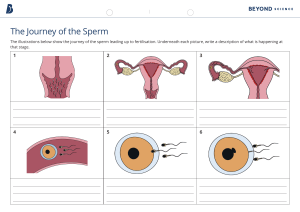 The Journey of the Sperm Comic Strip with Illustrations