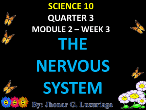 SCIENCE10 Q3 The-Nervous-System