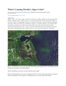 What’s Causing Florida’s Algae Crisis?