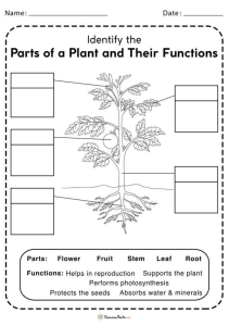 Parts-of-Plants-and-Their-Functions-Worksheet
