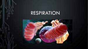 Ch 12 Respiration PDF  (1)