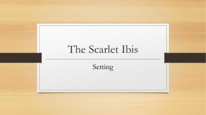 The Scarlet Ibis setting