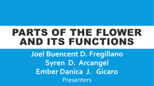 Parts of the flower-Joel Buencent's Presentation
