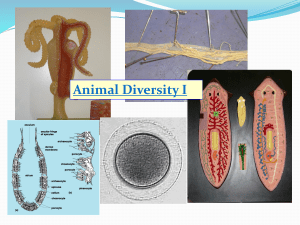Animal Diversity-Developmental Biology  