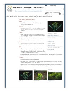 Leafy spurge (Euphorbia esula)