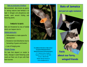 bats in jamaica mar2015