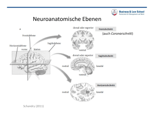 Orientierung Cerebrum