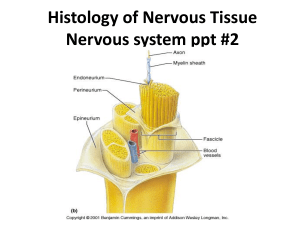 2 Histology of Nervous Tissue ppt 2