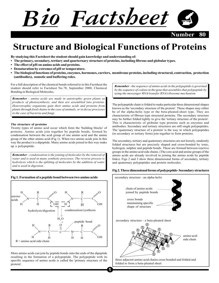 structure-and-biological-functions-of-proteins