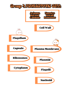 Prokaryotic Cell Diagram