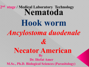 Ancylostoma & Nacatore