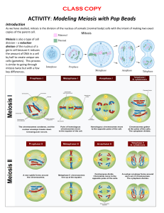 Modeling Meiosis with Pop Beads Activity Guide