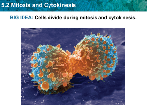 mitosis and cytokinesis notes