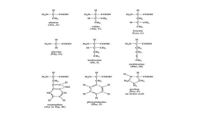 20 amino acid