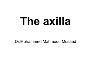 Anatomy of the Axilla