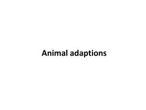 Animals Adaptations(Year 9)