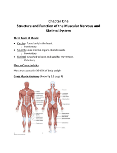 CH1 muscular and skeletal system 