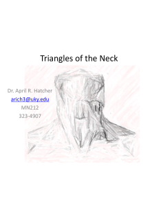 Open 1 - Anterior Triangle and Root of Neck