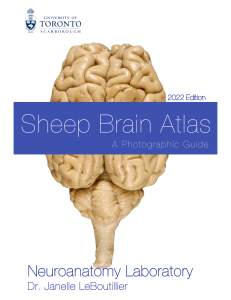 Sheep Brain Atlas 2022
