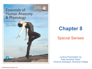 07. Special Senses ANATOMY AND PHYSIOLOGY