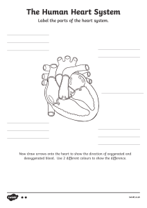 The Human Heart System