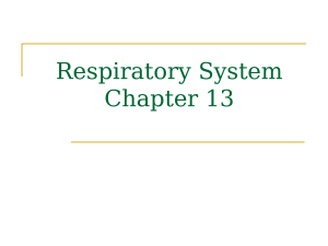 2- Bio 6 Ch 13 Respiratory - Tagged