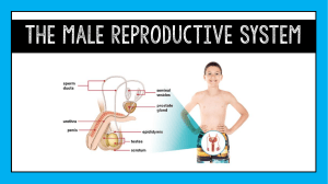 Male Reproductive System (1)