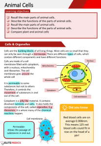 ks3biologyexample.pdf