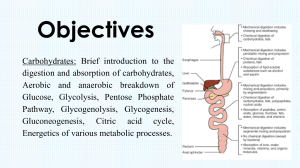 CHO digestion and absorption (2)