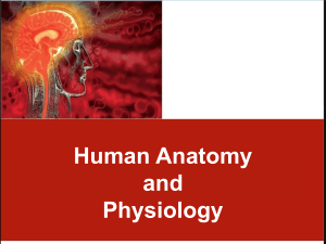 CHAPTER 1 The Human Body An Orientation