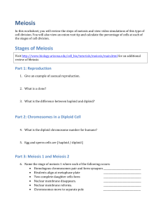 Meiosis Worksheet