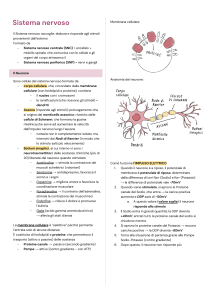 Sistema Nervoso: Appunti su Neuroni e Funzioni