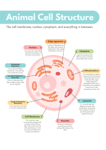 Teal and Pink Flat Graphic Animal Cell Biology Poster