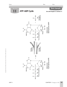 ADP ATP CYCLE 10